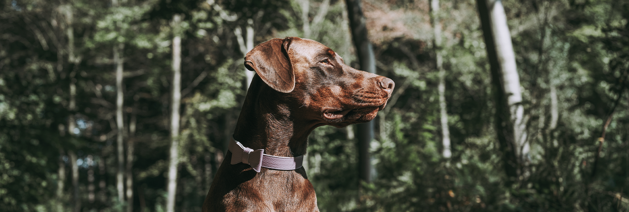 Welke kleur halsband past bij de vacht van jouw hond?