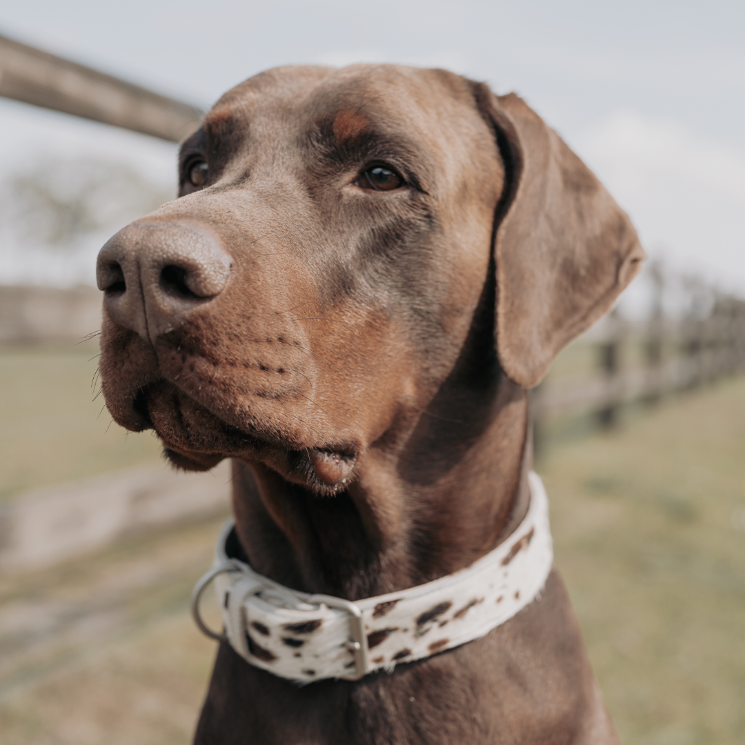 Cow Print Collar