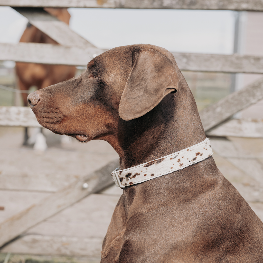 Cow Print Collar