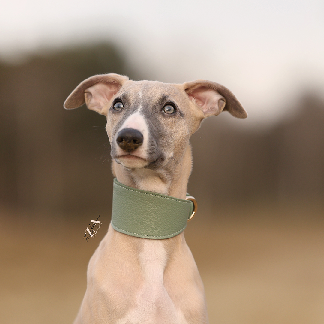 Sage Collar voor Windhonden