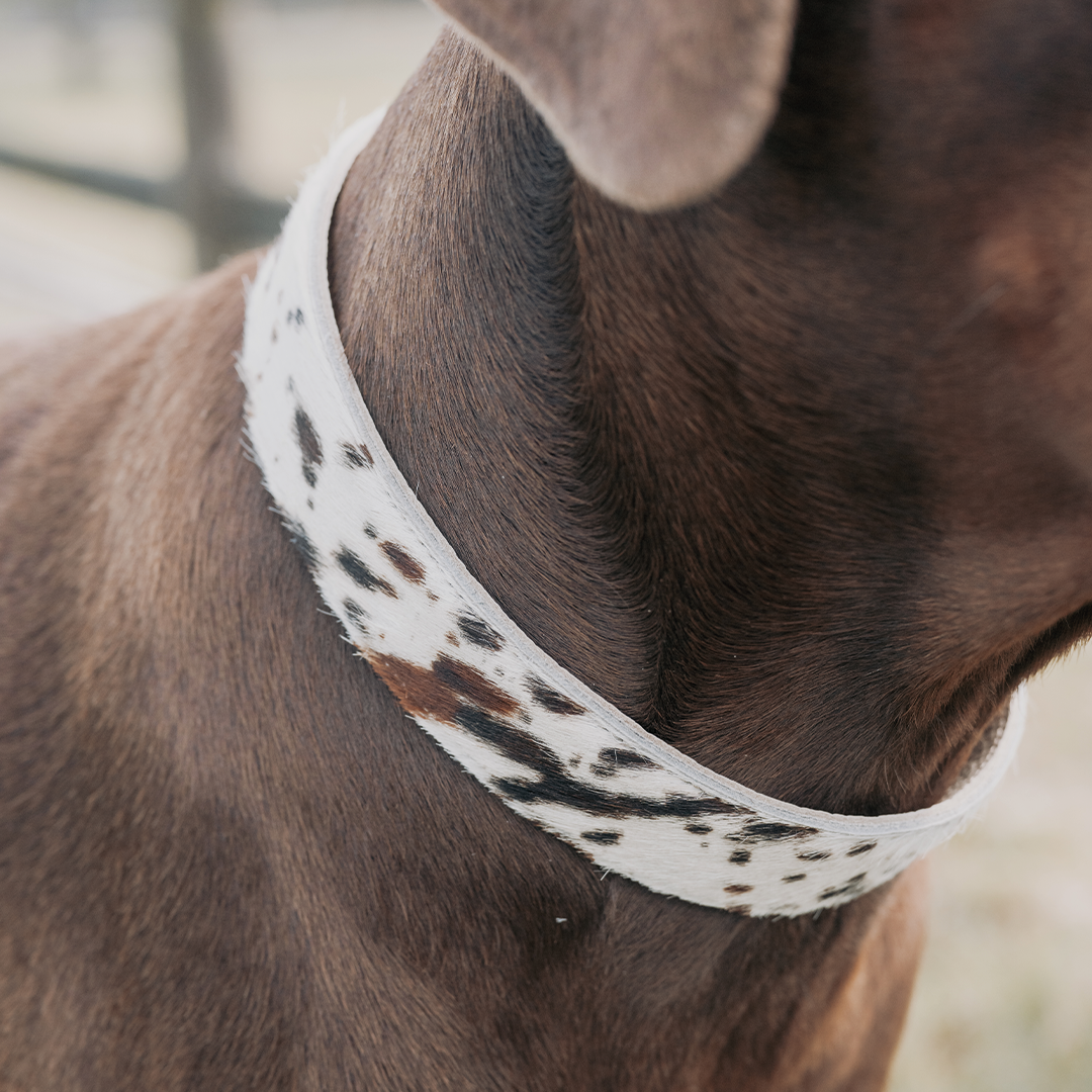 Cow Print Collar