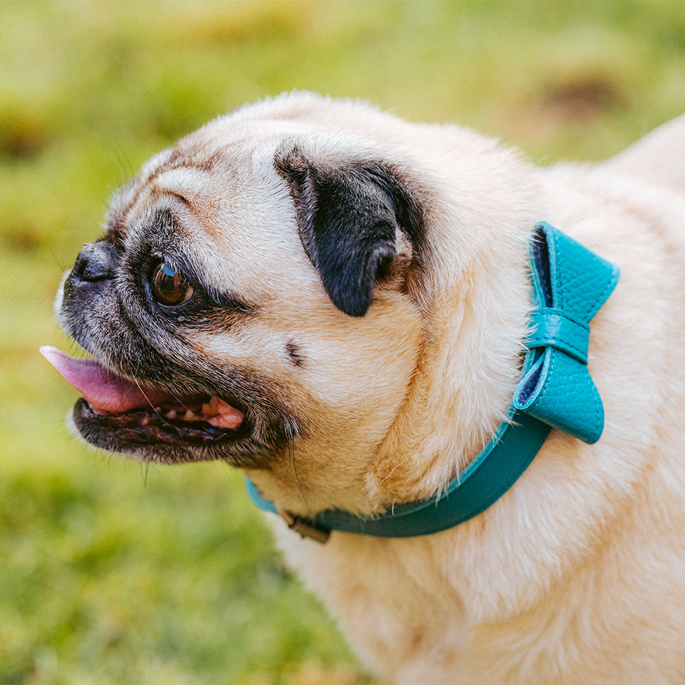 Teal Collar