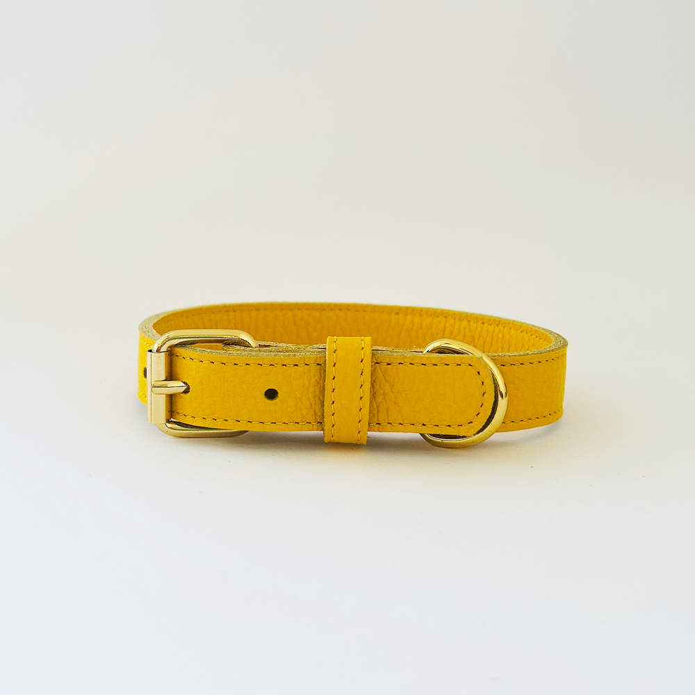 Yellow Collar